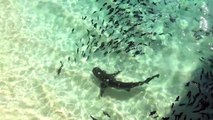 Galapagos Sharks Feeding Off of Ascension  p1