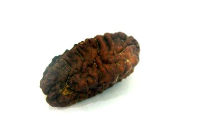 B1 N 2 Mukhi Rudraksha 4.440 gms | +91 022 24157317
