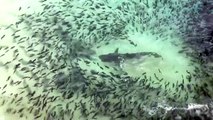 Galapagos Sharks Feeding Off of Ascension  p4