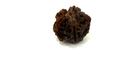 B2 N 5 Mukhi Rudraksha 3.220 gms | +91 022 24157317