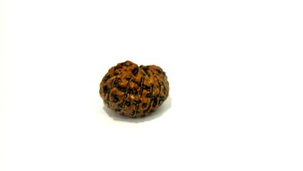B3 N 13 Mukhi Rudraksha 0.789 gms | +91 022 24157317