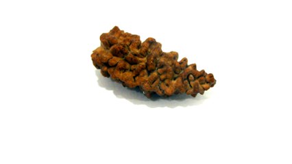 B5 N 1 Mukhi Rudraksha 2.007 gms | +91 022 24157317