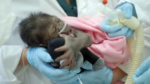 Baby Gorilla Born By Rare C-Section at San Diego Zoo Safari Park