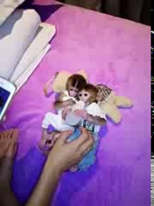 Funny_video___monkey_drinking_milk_in_funny_way