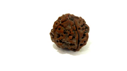 B6 N 4 Mukhi Rudraksha 2.839 gms | +91 022 24157317