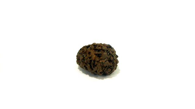 B7 N 10 Mukhi Rudraksha 1.014 gms | +91 022 24157317