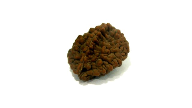 B9 N 2 Mukhi Rudraksha 3.127 gms | +91 022 24157317
