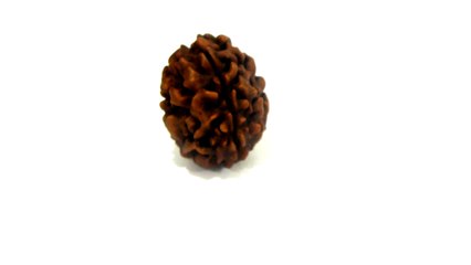 B11 N 3 Mukhi Rudraksha 2.202 gms | +91 022 24157317