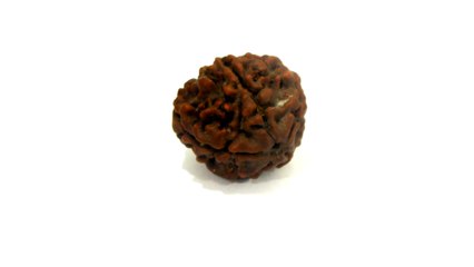 B13 N 5 Mukhi Rudraksha 2.784 gms | +91 022 24157317