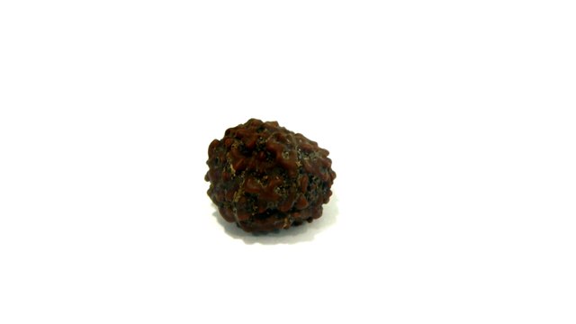 B15 N 8 Mukhi Rudraksha 1 422.gms | +91 022 24157317