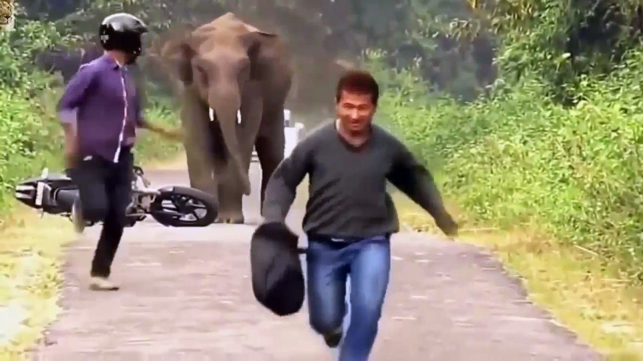 Animal Attacks On Humans - Most Amazing Animal Attacks - Most Shocking