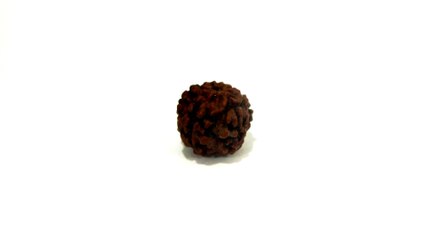 B19 N 5 Mukhi Rudraksha 0.867 gms | +91 022 24157317