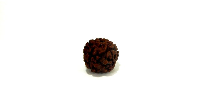 B19 N 5 Mukhi Rudraksha 0.867 gms | +91 022 24157317