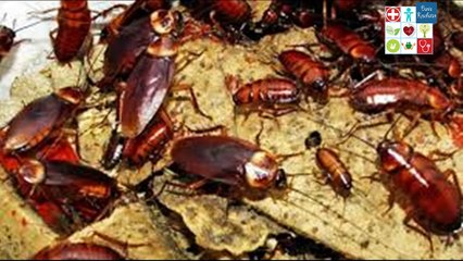 Ternyata Kecoa Punya Manfaat Kesehatan Yang Luar Biasa Untuk Manusia (1)