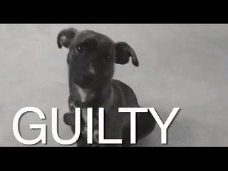 Funny Guilty Dogs Compilation 2017