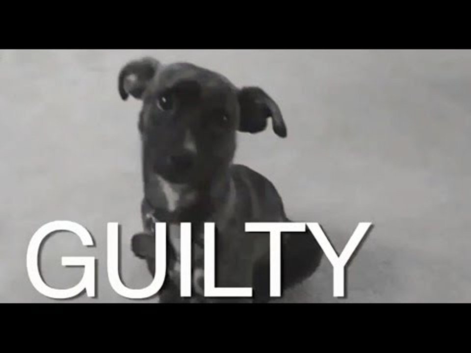 Funny Guilty Dogs Compilation 2017