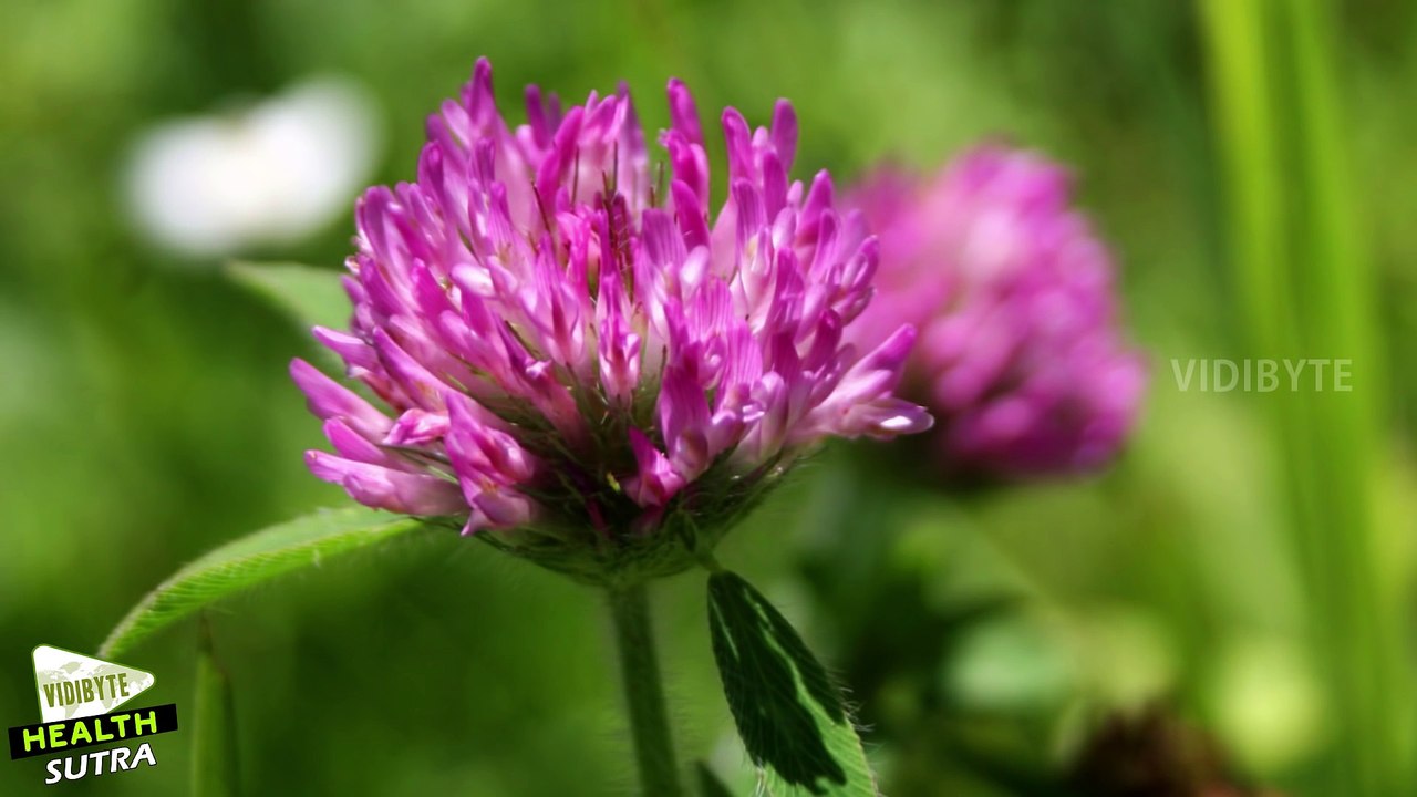 9 Foods to Increase Breast Size Naturally __ Fitness Tips for Women