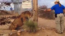 Zookeeper screams as lion breaks through gate