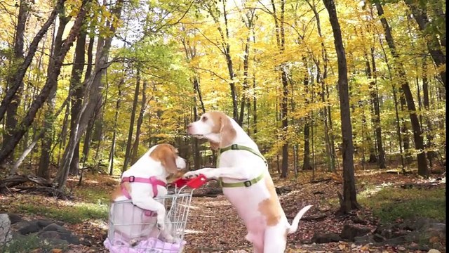 Dogs' Epic Shopping Cart Voyage Funny Dogs Maymo & Penny