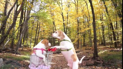 Dogs' Epic Shopping Cart Voyage  Funny Dogs Maymo & Penny