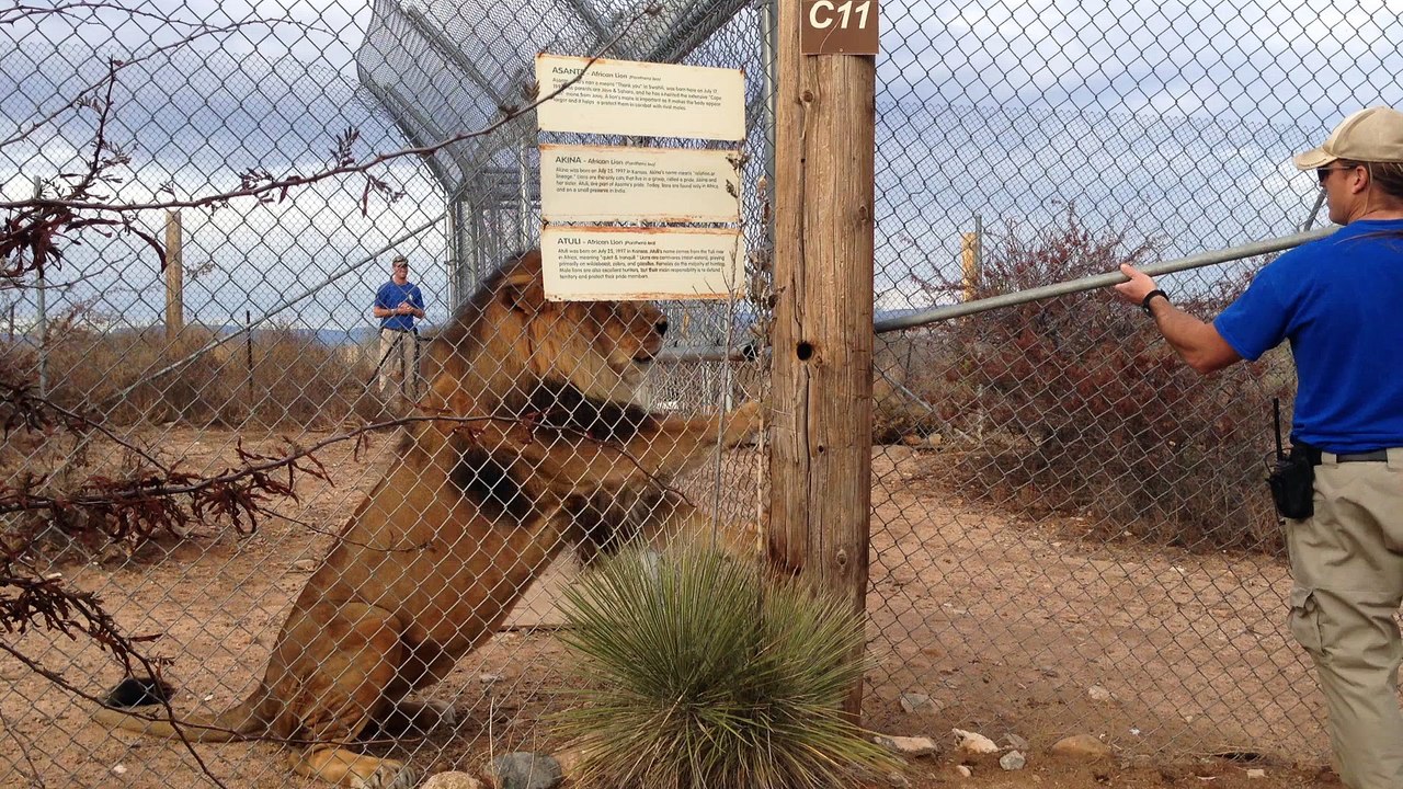 A Lion Scares the Pants off a Zookeeper