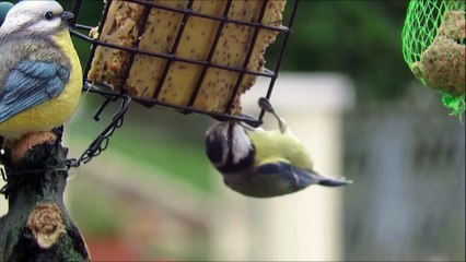 Roguidine : les oiseaux du ciel