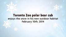 Toronto Zoo Polar Bear Cub Enjoys the Snow in his new Outdoor Habitat