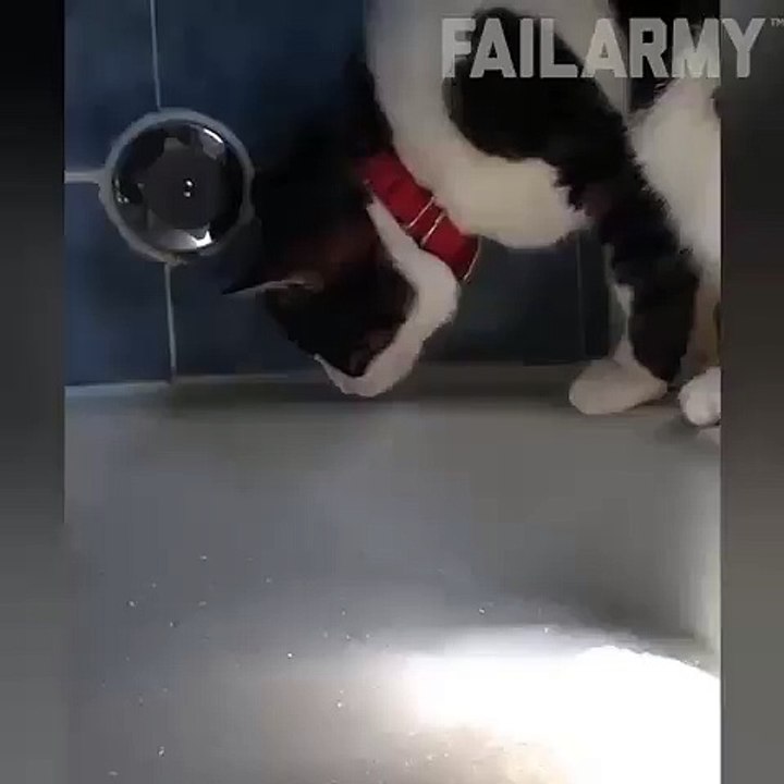 funny cat on bathroom
