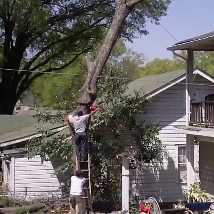 funny tree cut clips