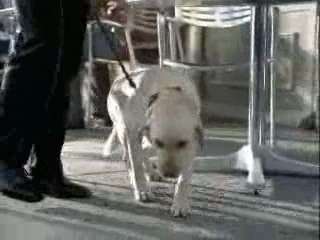 Chien qu'il a prit de l'alcool !!!!!!!