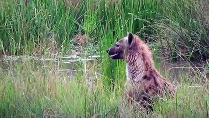 African Safari  Hyenas vs Wild Dogs