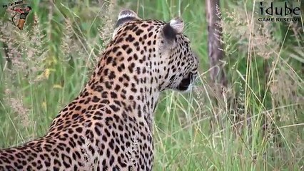 AMAZING! Leopard, Hyena & Warthog  An Unlikely Outcome (Rare Sighting) (4K Video)