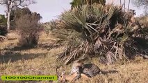 Baboons Save Impala From Leopard and Hyena