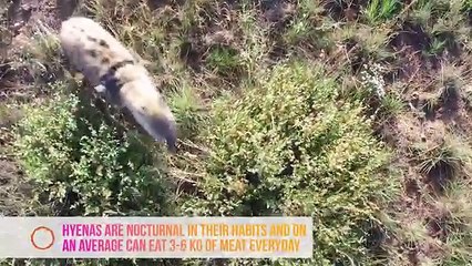 Do Hyenas Laugh   The Lion Whisperer