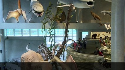 Dinosaur tail feather found fossilized in amber