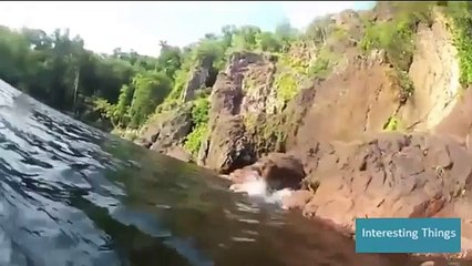 When Animal Attacks Human - Amazing Video Compilation 2016 - YouTube