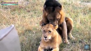 Predadores Selvagens Acasalando - leão, tigre, Jaguar & preta Jaguar, Leopardo!