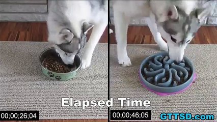 La gamelle anti-glouton pour empêcher votre chien de manger rapidement.