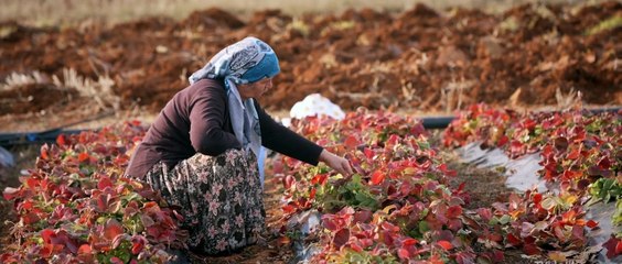 Arama Motoru 2016 720p