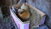 Baby Guinea Fowl and their Mum Penny the Silky