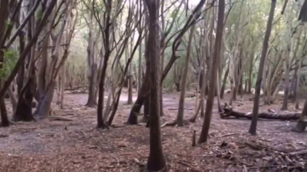 Walk in the forest / The Back Bay CA
