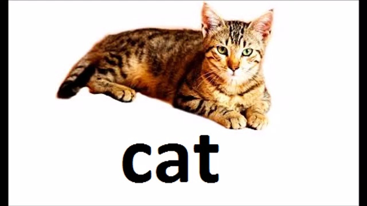Spelling : 3 Letter Words Flash Cards For Babies and Toddlers / Learning Videos