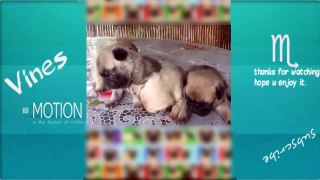 Pugs Are Awesome-Funny Puppies Compilation 2016 #4