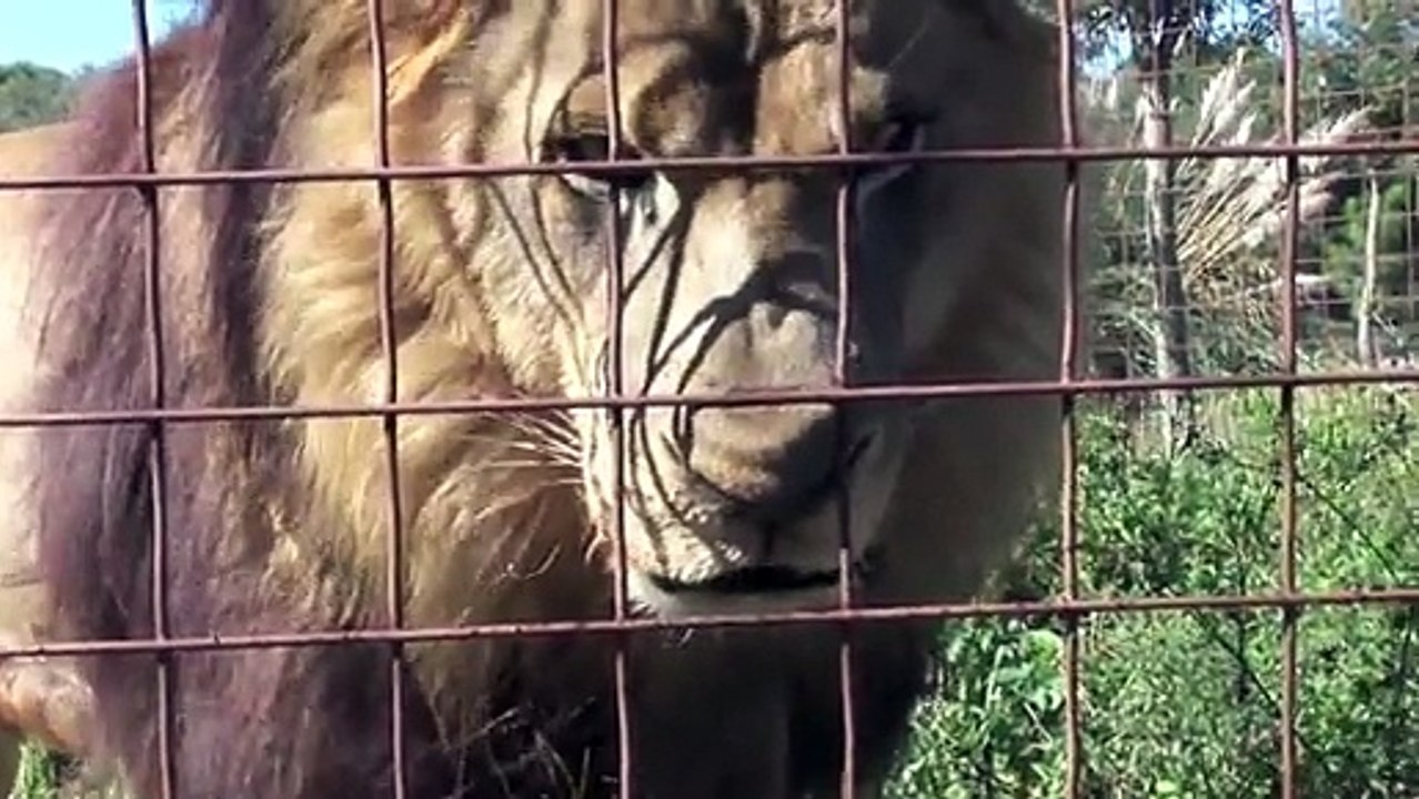 Funny Crazy Big Cat Sounds