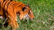 Tigers Celebrate Birthdays on International Tiger Day - Cincinnati Zoo