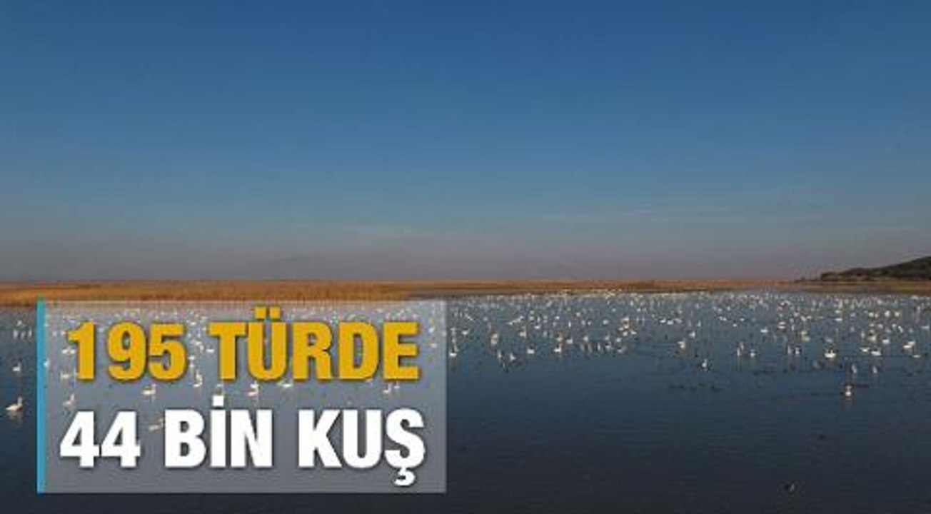 Gala Gölü'ndeki kuş sayısı 44 bine yükseldi