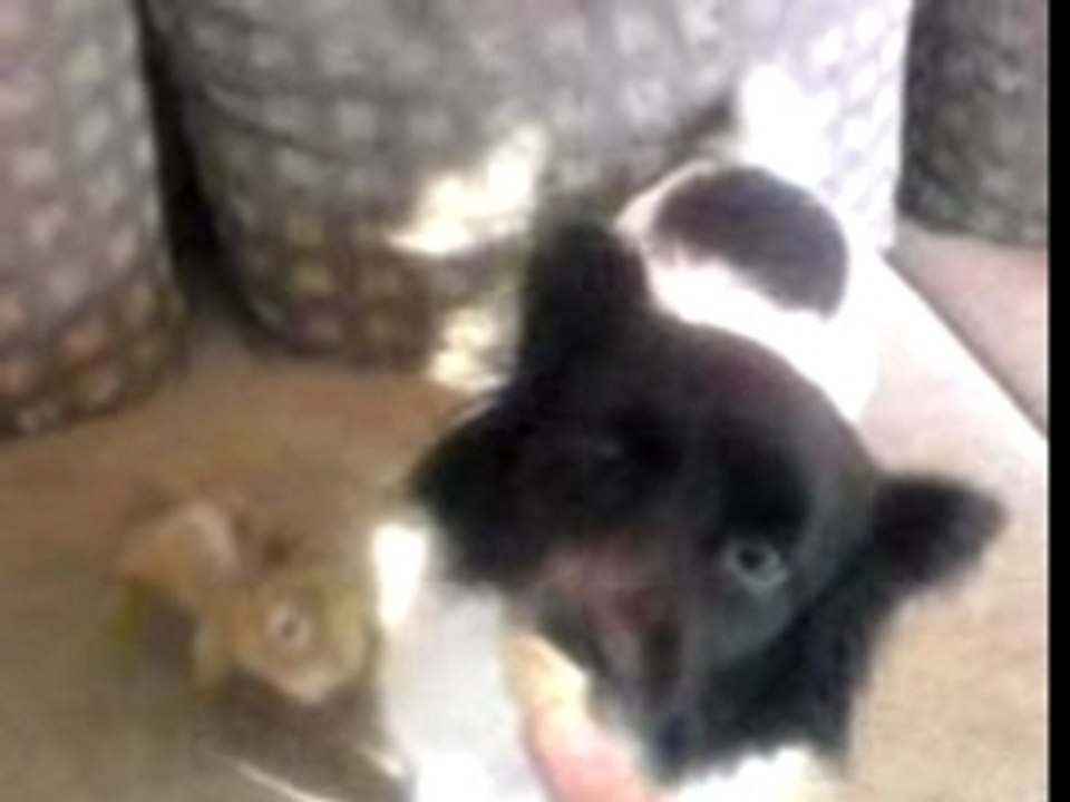 Nikus with chipmunk-squirrel