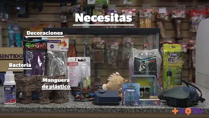 +KOTA- ¿Cómo hacer un ambiente para tu maskota en su pecera