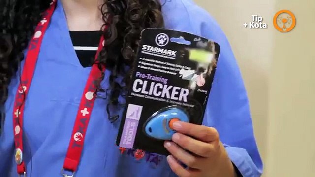 Cuidados de las maskotas- Tip +KOTA para entrenar a tu mascota con un clicker.