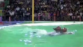 Dolphins forced to jump through burning rings in Indonesian circus show